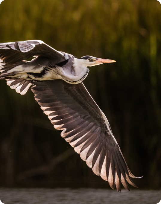 Heron in flight